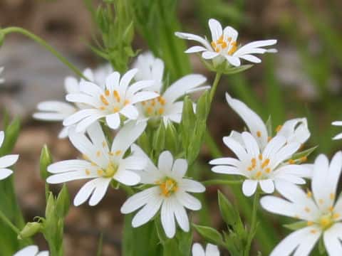 Cerastium arvense