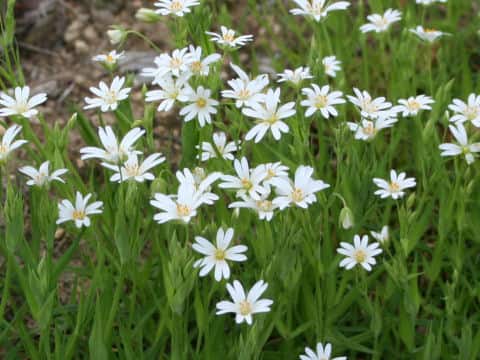 Cerastium arvense