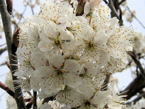 Prunus avium