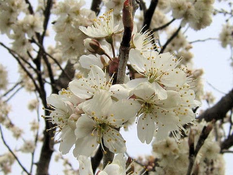 Prunus avium