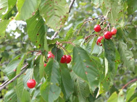 Prunus avium