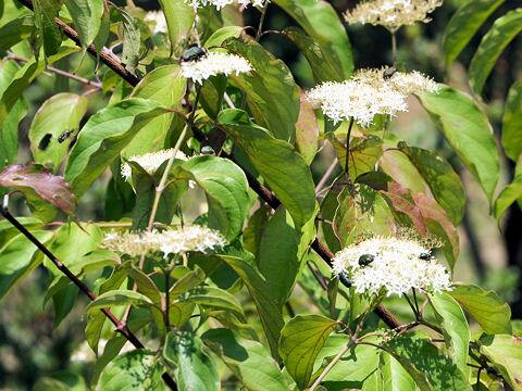 Cornus sanguinea