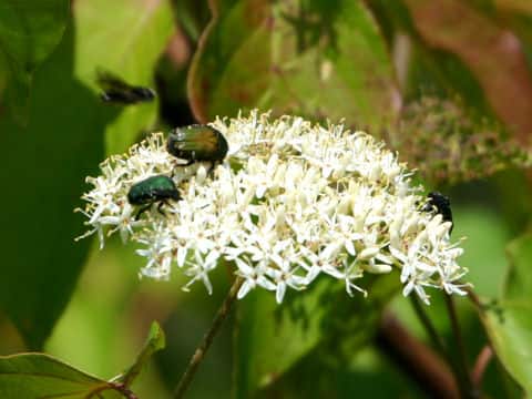 Cornus sanguinea