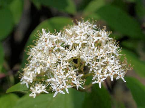 Cornus sanguinea