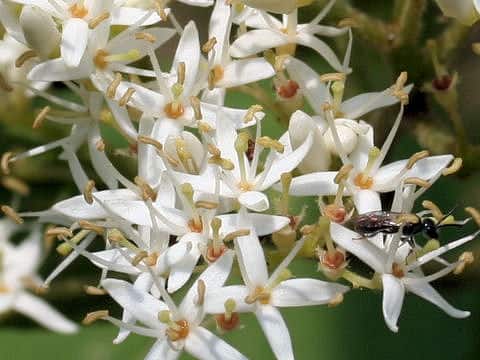 Cornus sanguinea