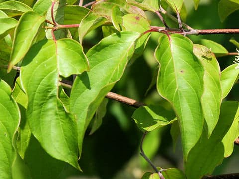 Cornus sanguinea