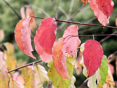 Cornus sanguinea