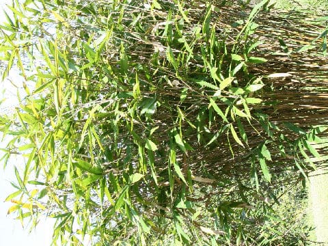 Sasaella atropurpurea