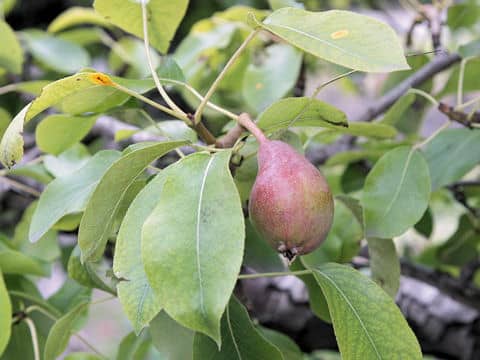 Pyrus communis