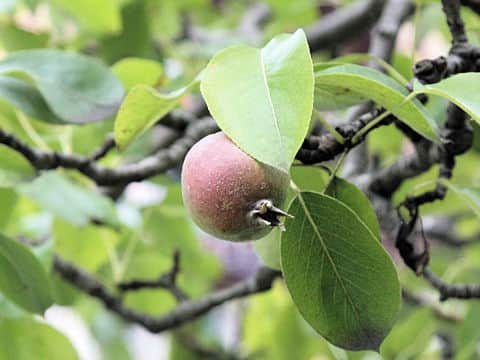 Pyrus communis