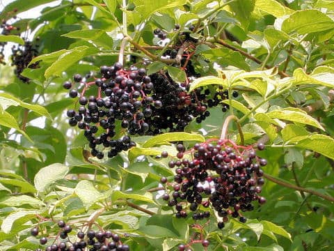 Sambucus nigra