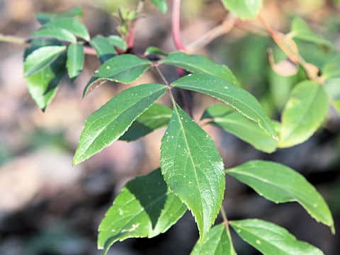 Sambucus nigra