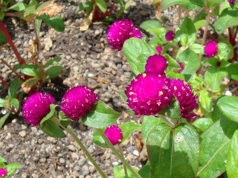 Gomphrena globosa