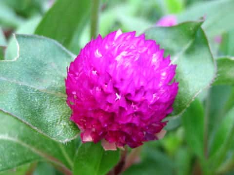 Gomphrena globosa