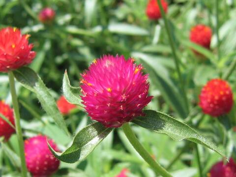 Gomphrena globosa