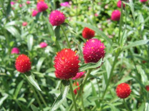 Gomphrena globosa
