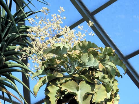 Kalanchoe beharensis