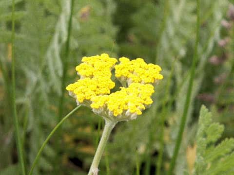 Achillea millefolium cv. Coronation Gold