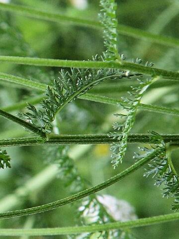 Achillea millefolium