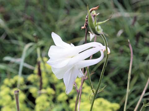 Aquilegia vulgaris