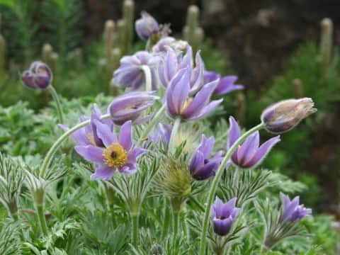 Pulsatilla vulgaris