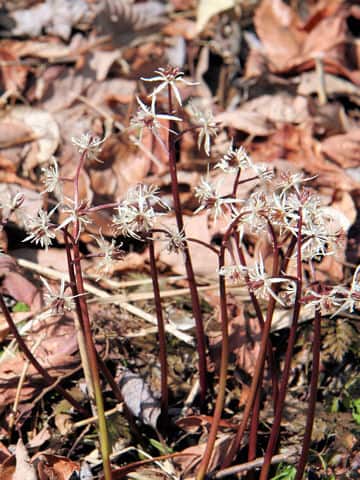 Coptis japonica var. dissecta