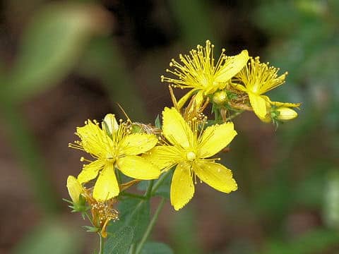 Hypericum perforatum var. perforatum