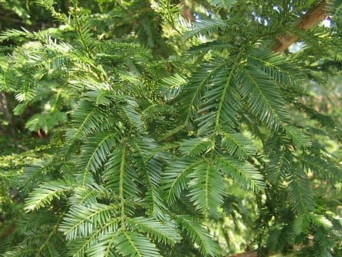 Sequoia sempervirens