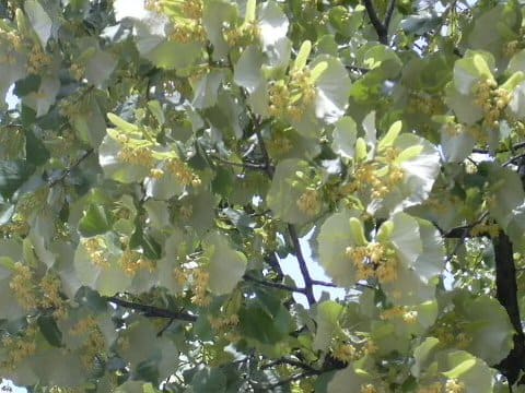 Tilia europaea