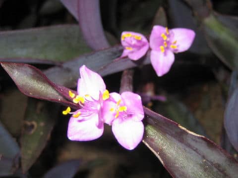 Setcreasea pallida cv. Purple Heart