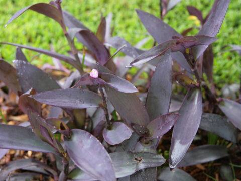 Setcreasea pallida cv. Purple Heart