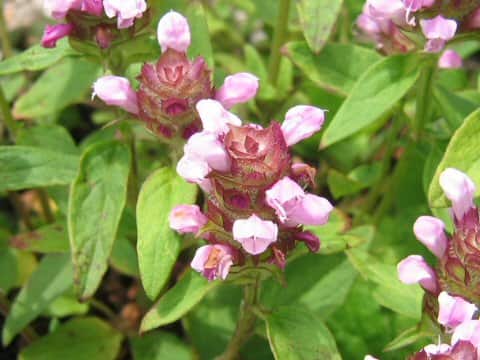 Prunella vulgaris