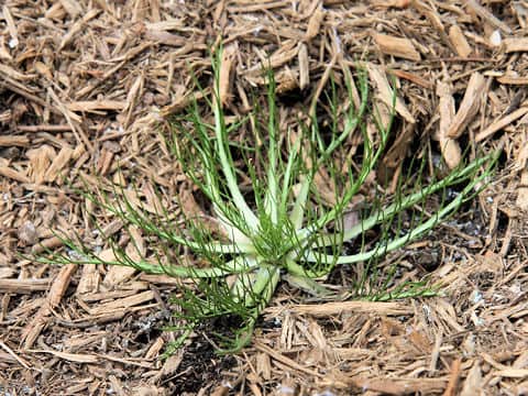 Armoracia rusticana