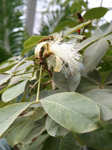 Pseudobombax ellipticum