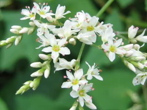 Fagopyrum cymosum