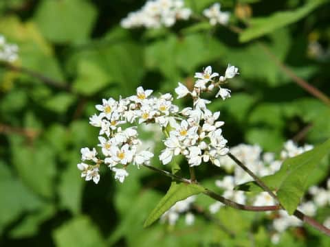 Fagopyrum cymosum