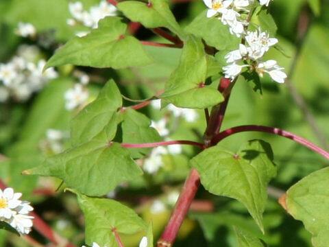 Fagopyrum cymosum
