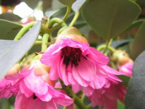 Rhodoleia championii