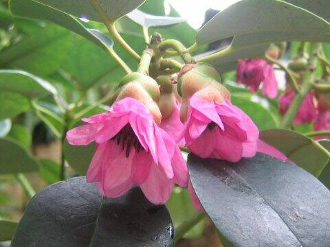 Rhodoleia championii