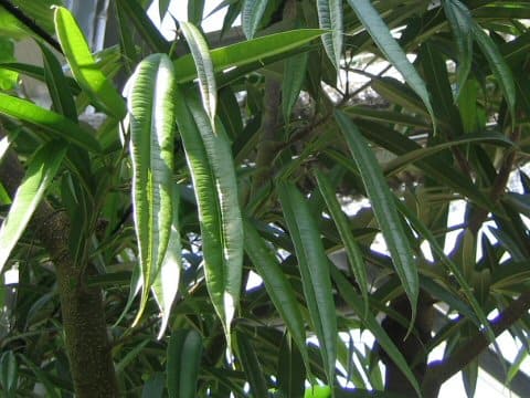 Ficus irregularis