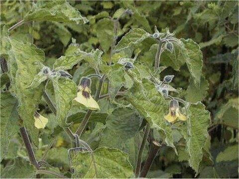 Physalis pruinosa