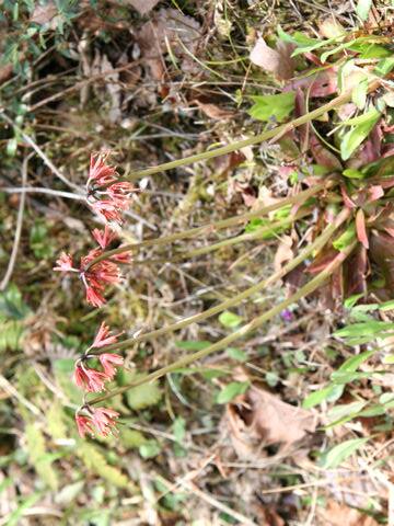 Heloniopsis orientalis