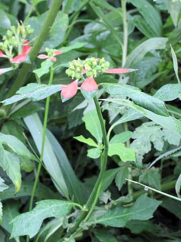 Euphorbia heterophylla