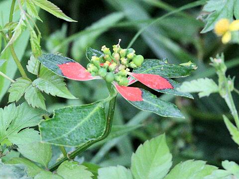 Euphorbia heterophylla