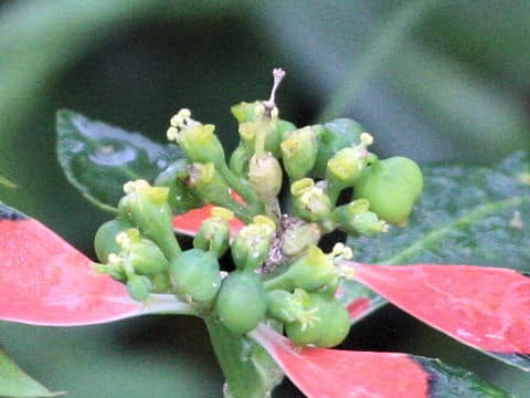 Euphorbia heterophylla