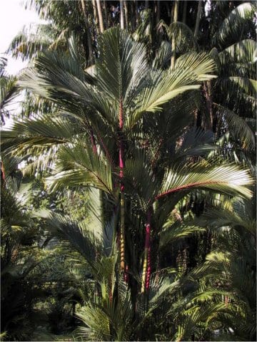 Cyrtostachys renda