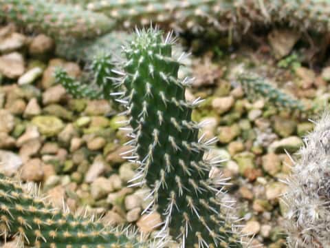 Cylindropuntia bigelovii