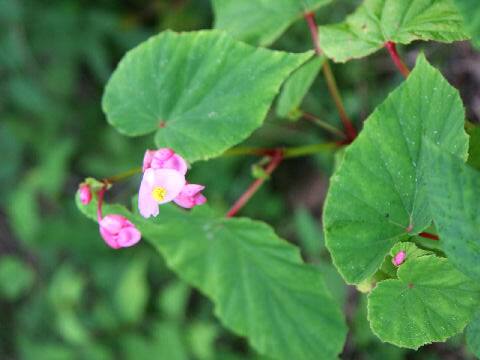 Begonia evansiana