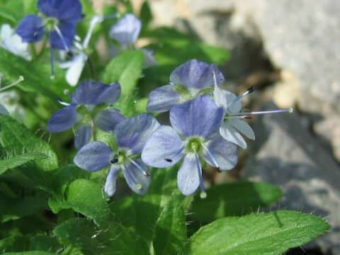 Veronica grandiflora