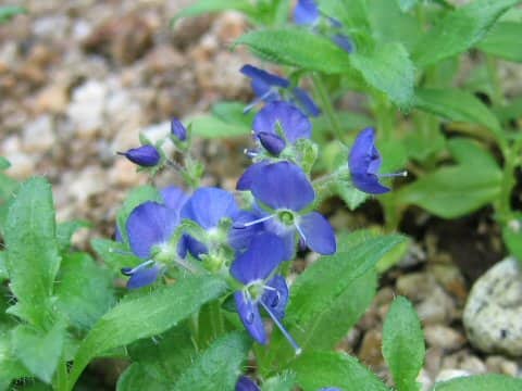Veronica grandiflora